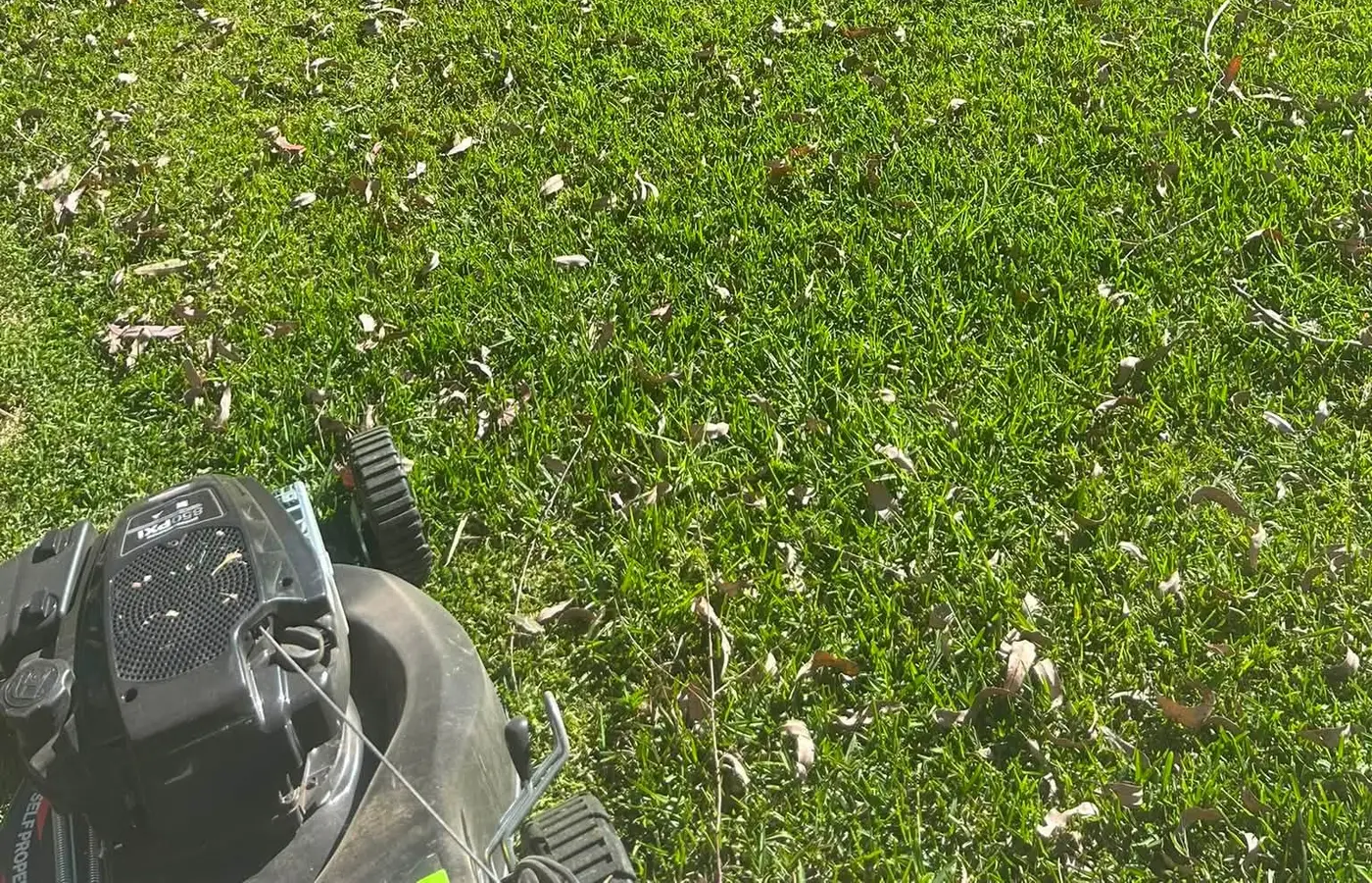 A backyard lawn brought back to thick, even green
