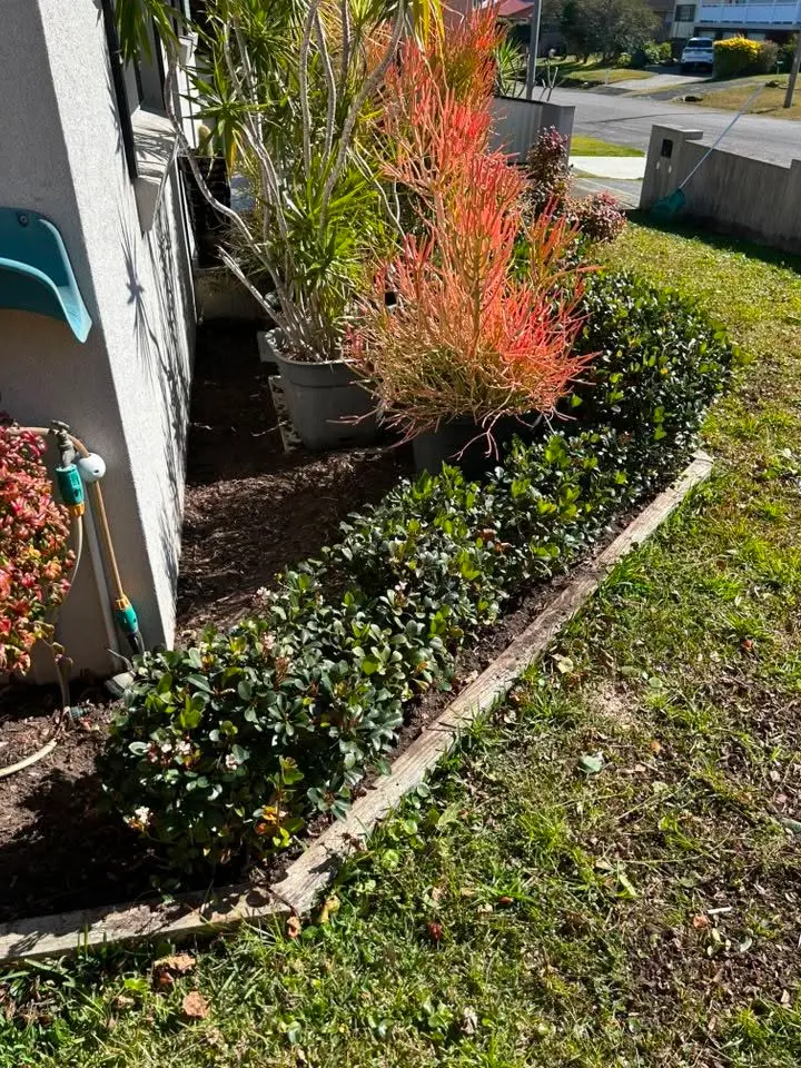 A maintained garden bed with red foliage plants and a clean edge