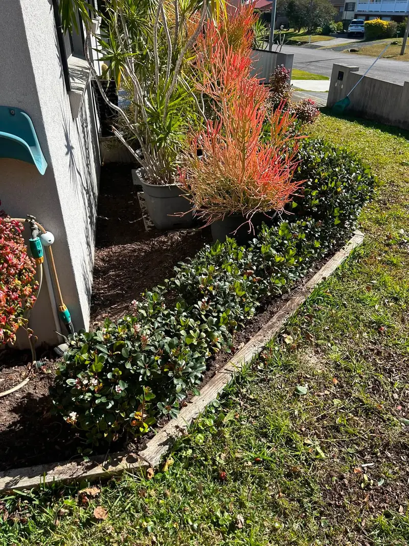 A tidied garden bed with red foliage plants along a house wall