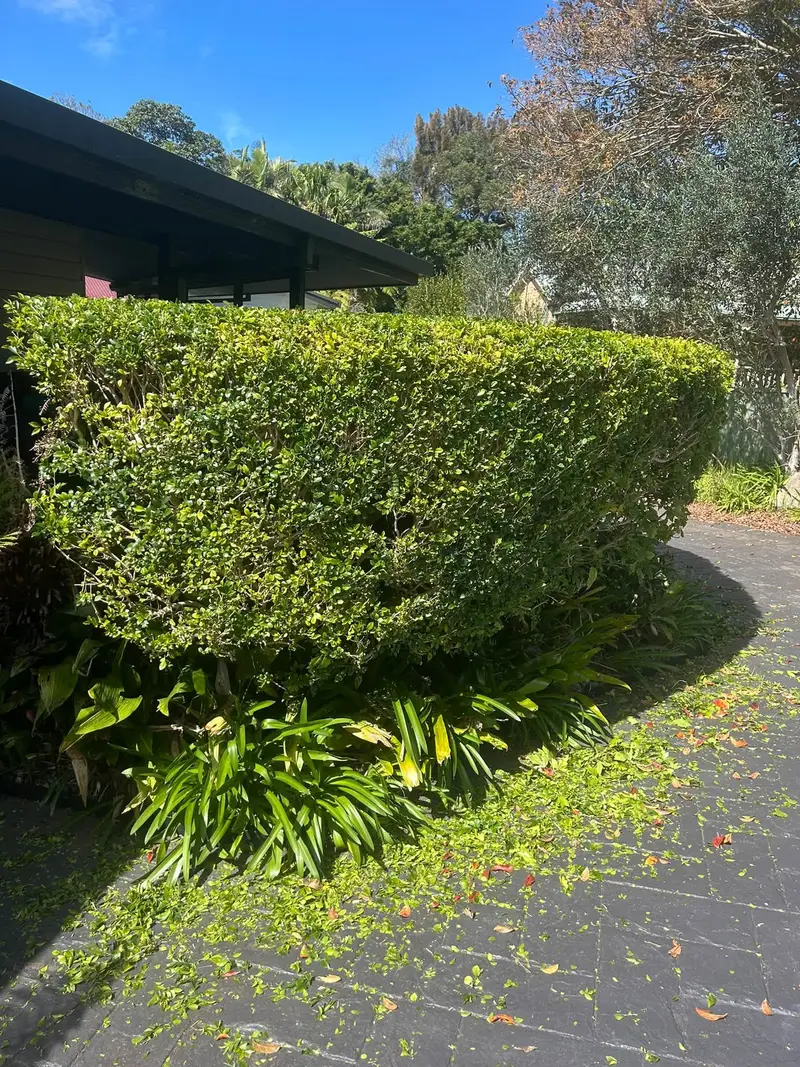 A large hedge shaped and squared off beside a brick driveway