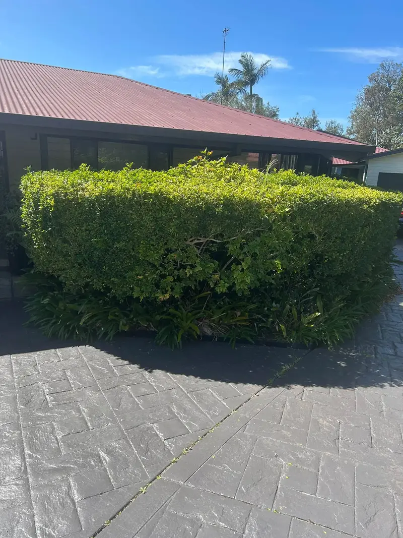 A neatly trimmed box hedge beside a driveway on the Central Coast