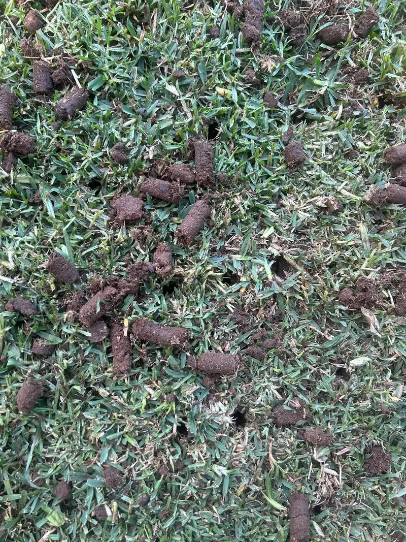 Soil plugs lying on a lawn after coring
