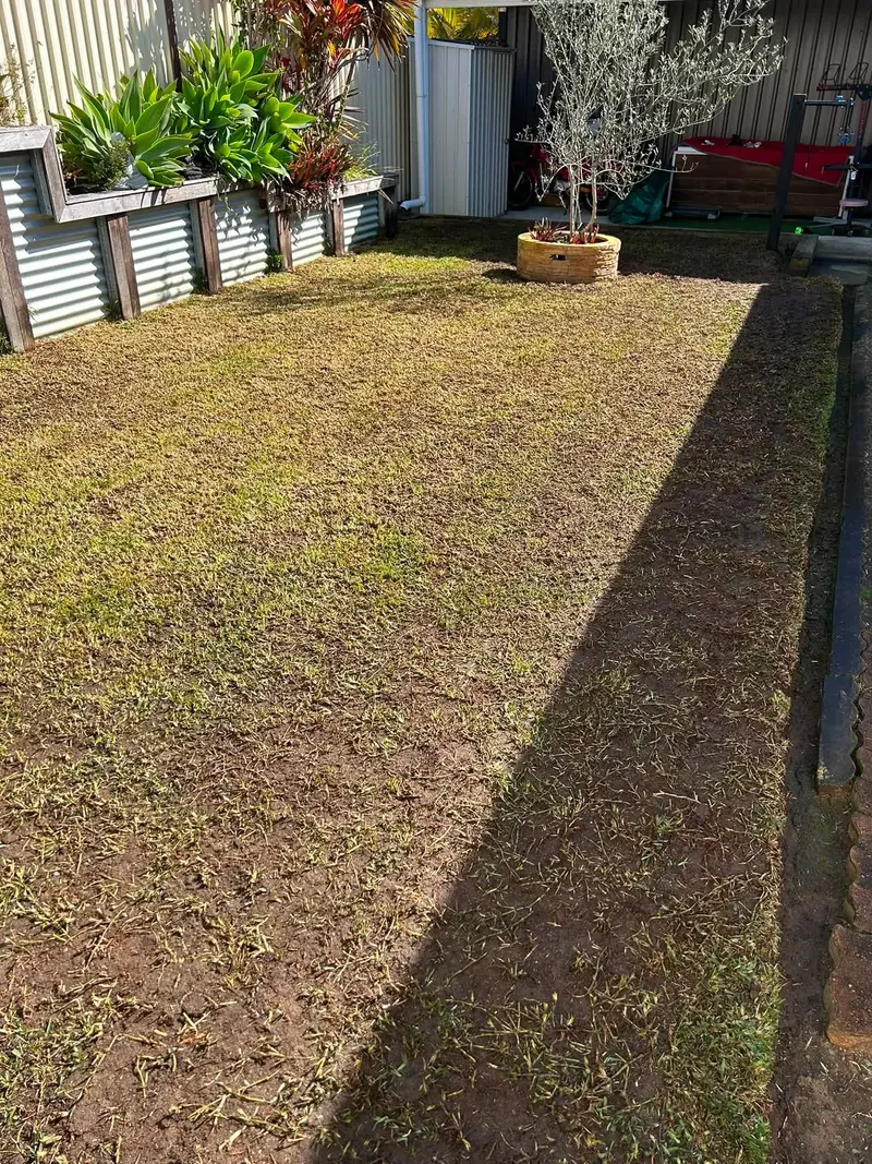 A lawn freshly cored and top dressed with sand, ready to recover