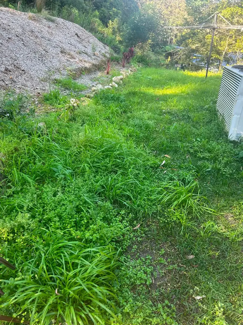 Long grass along a side path before mowing