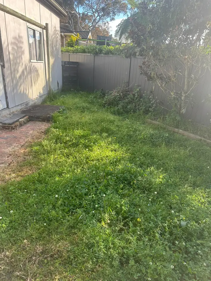 An overgrown backyard before a Coast Care clean-up, weeds knee high along the fence