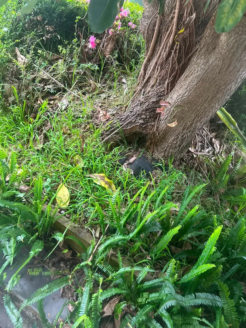 An overgrown garden bed with weeds and long grass crowding the plants